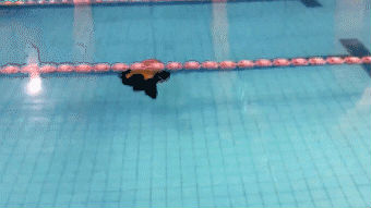 //mmbiz.qpic.cn/mmbiz_gif/jpBXxLSSYJ8FQo3okTZCPiaLmpNx3mYapamRrgrg0ibicmE0jibELX93gDibfdQENn5pDIUiaU7cw5UgBRHjianWl81Mw/640?wx_fmt=gif&wxfrom=5&wx_lazy=1